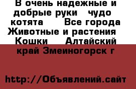 В очень надежные и добрые руки - чудо - котята!!! - Все города Животные и растения » Кошки   . Алтайский край,Змеиногорск г.